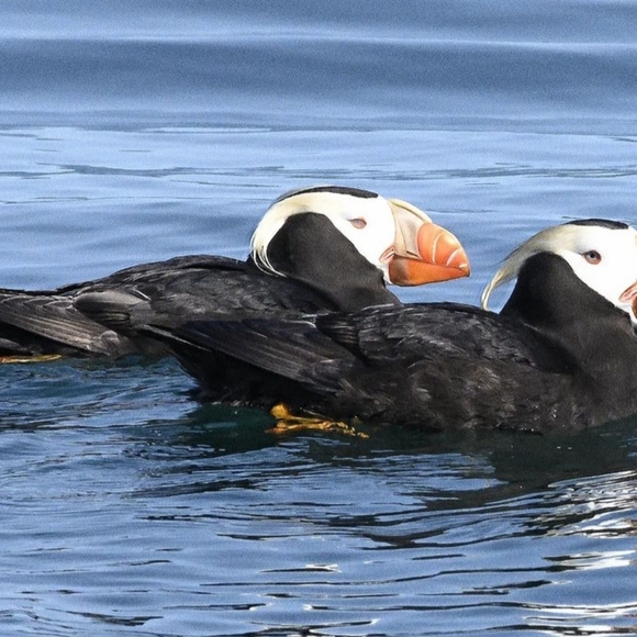 Meet your Posher, Phil - Picture 1 of 1